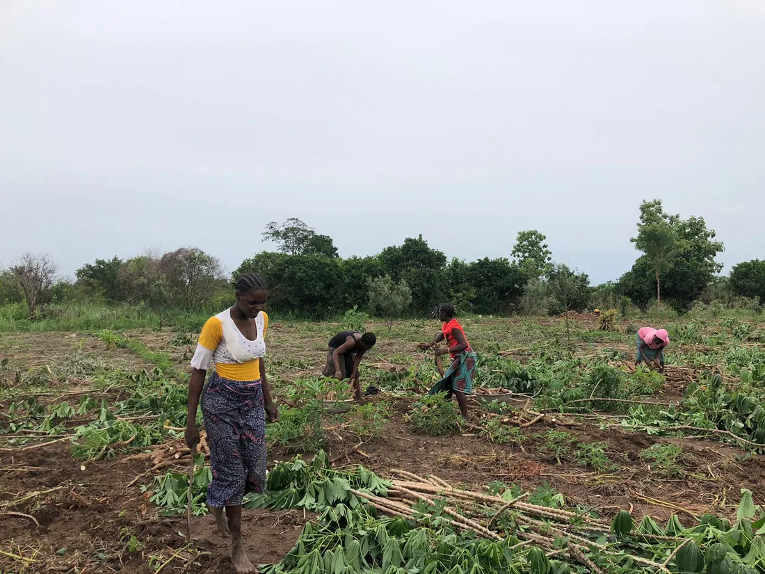 Field activity - Vovoli Salam