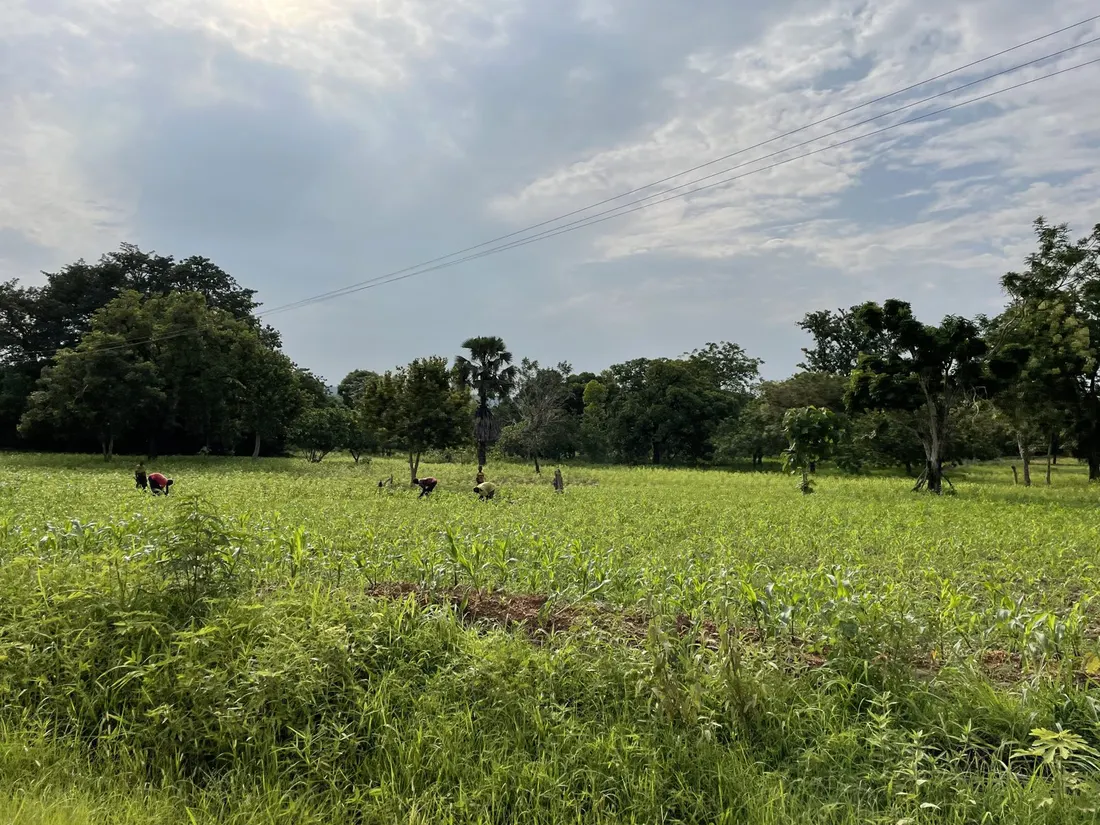 Attività sul campo - Cooperativa agricola - Manta